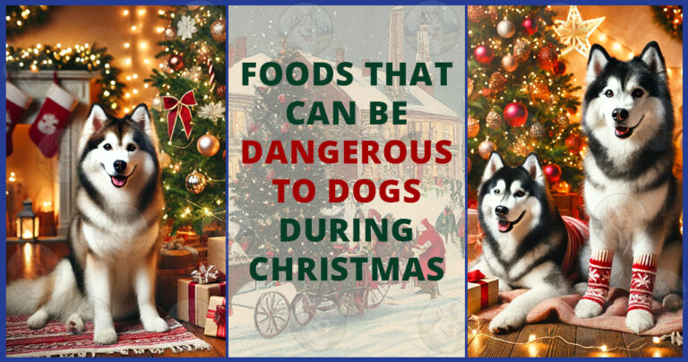 Christmas-foods-dangerous-for-dogs