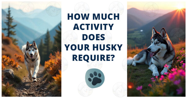 how much exercise does a Husky need