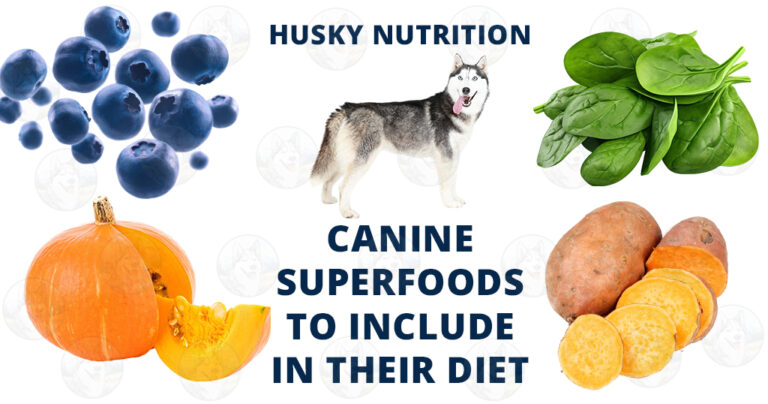 Husky nutrition canine superfoods to include in their diet