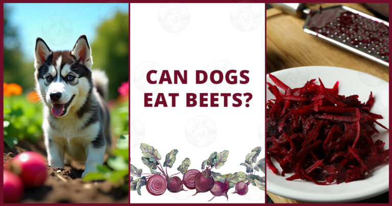 can-dogs-eat-beets