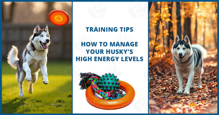 how to manage your Husky's high energy levels