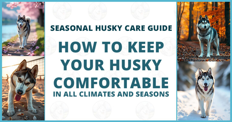 seasonal-husky-care-guide