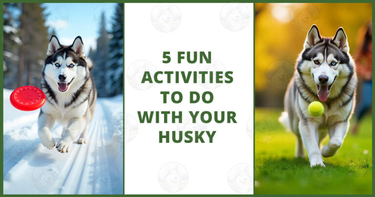 5 fun activities to do with your Husky