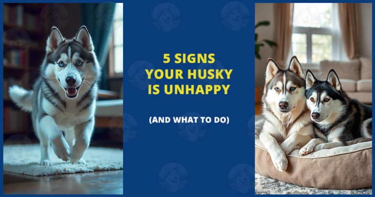 5-signs-your-husky-is-unhappy