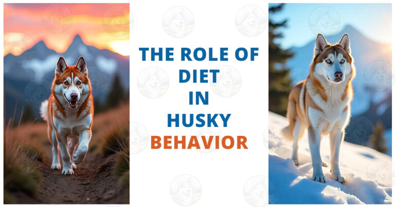 The role of diet in Husky behavior