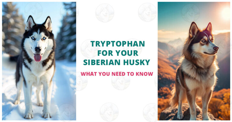 Tryptophan for your Siberian Husky