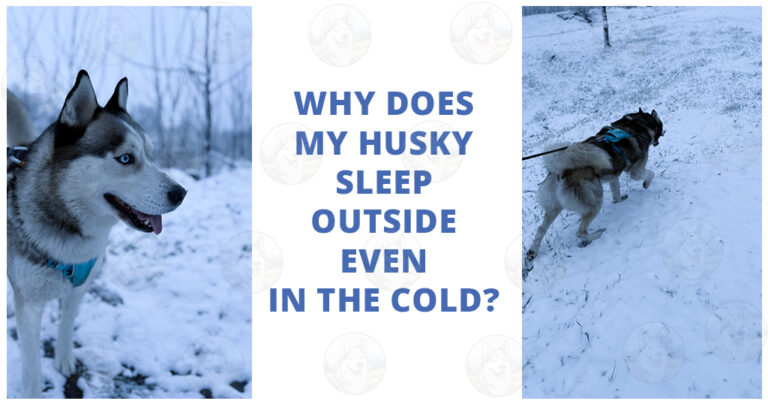 Why does my Husky sleep outside even in the cold?