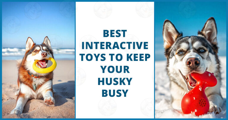 best interactive toys for husky