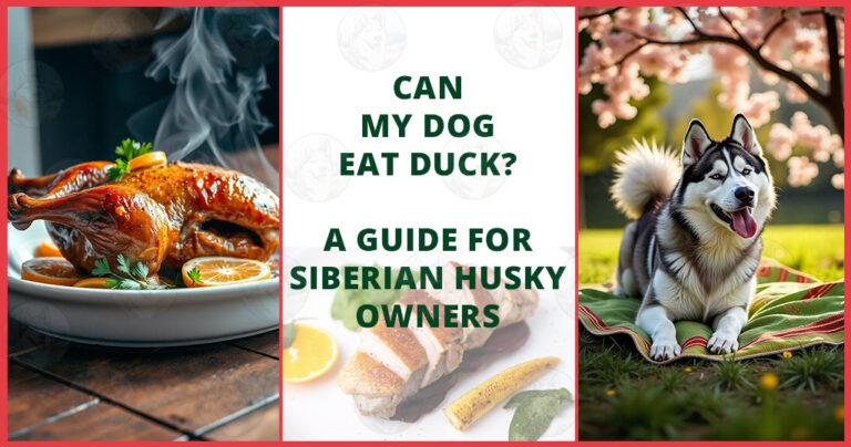 can my dog eat duck Siberian Husky