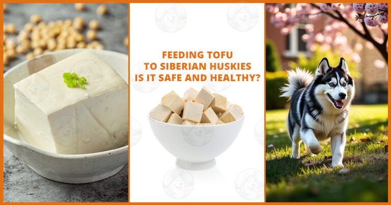 feeding tofu to Siberian Husky eat