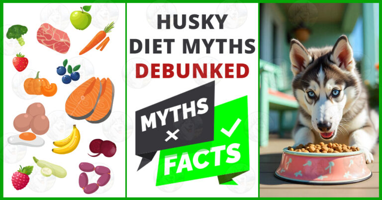 Husky diet myths debunked: what you should really feed your dog