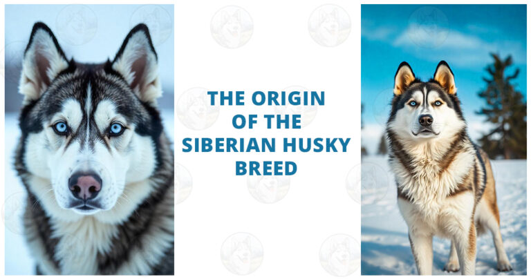 the origin of Siberian Husky breed