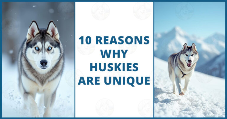 10 Reasons Why Huskies Are Unique