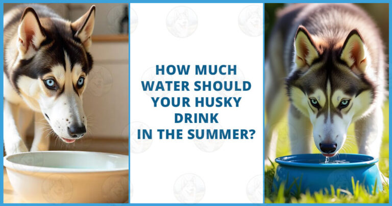 How much water should your Husky drink in the Summer