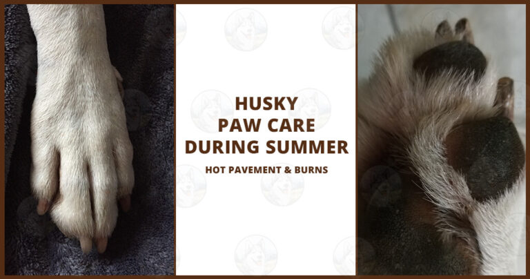 protecting your Husky’s paws from hot pavement and burns during those warm months. From recognizing signs of discomfort to prevention tips.