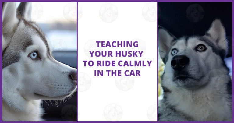 Teaching your Husky to ride calmly in the car