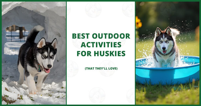 Outdoor activities that combine physical exertion and mental challenges are not just fun, but they are essential to keeping your Husky well-balanced and joyful