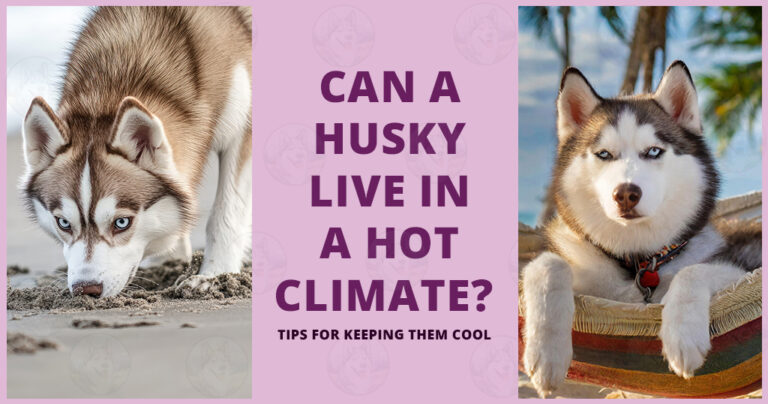 Can a Husky live in a hot climate Tips for keeping them cool