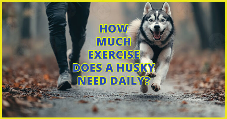 How much exercise does a Husky need daily