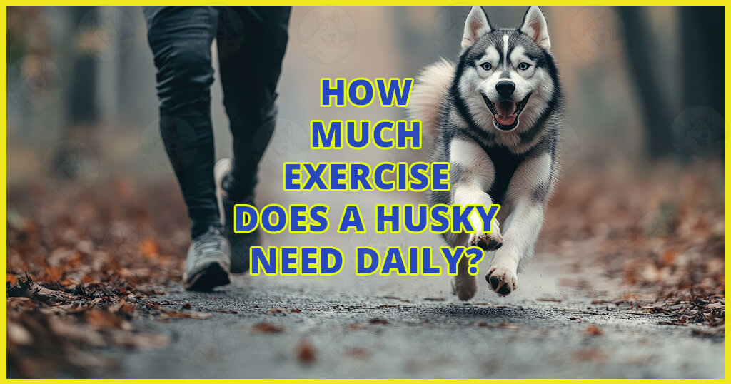 How much exercise does a Husky need daily? How much exercise does a Husky need daily