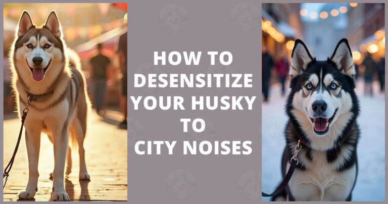 How to desensitize your Husky to city noises