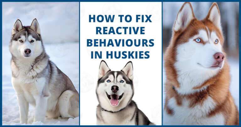 How to fix reactive behaviours in Huskies