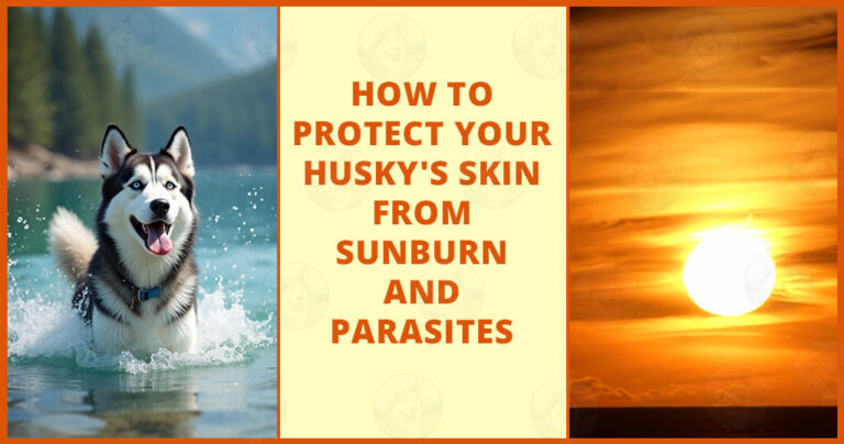 Protecting your husky’s skin from sunburn and parasites might seem like a tall order at first, but with the right knowledge and a few simple habits, you can keep your energetic friend healthy, comfortable, and looking fabulous. Remember, the key is consistent care throughout the year, monitor sun exposure, use safe protection methods, stay vigilant against parasites, and keep your husky’s skin nourished from the inside out.