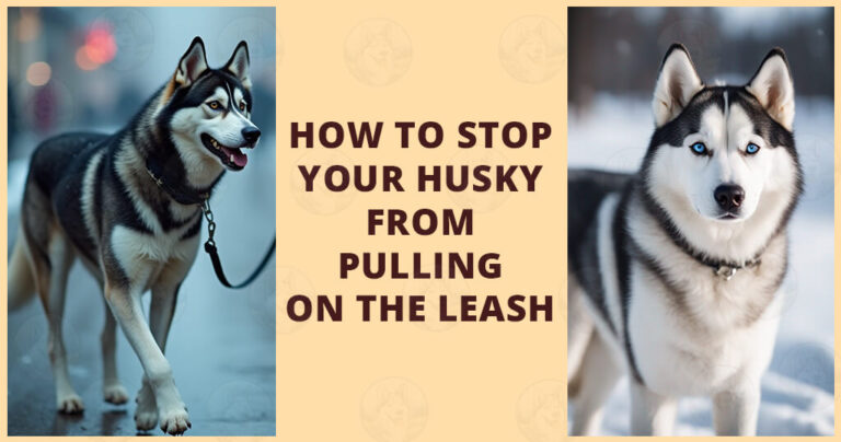 How to stop your Husky from pulling on the leash