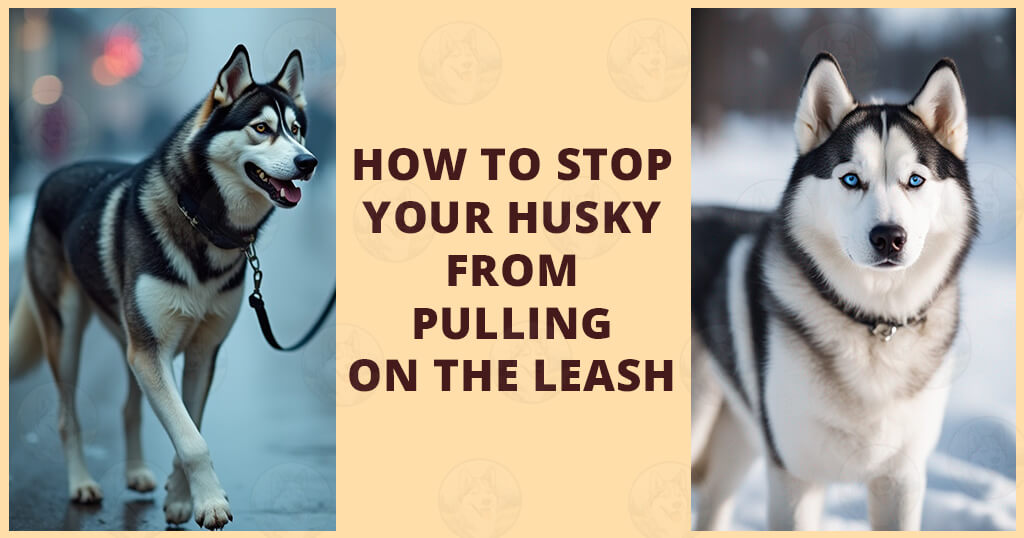 How to stop your Husky from pulling on the leash How to stop your Husky from pulling on the leash