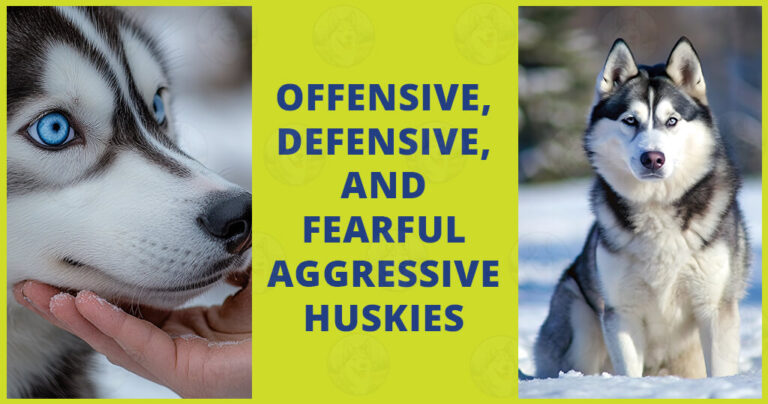 Offensive defensive and fearful aggressive Huskies