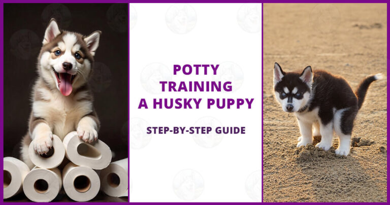 potty training Siberian Husky dog