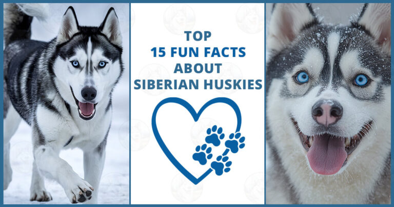 Siberian Huskies are far from your average dog. From their incredible endurance and striking eyes to their mischievous personalities and friendly behaviour, this breed is a unique combination of traits that inspire love, laughter, and a little bit of chaos.