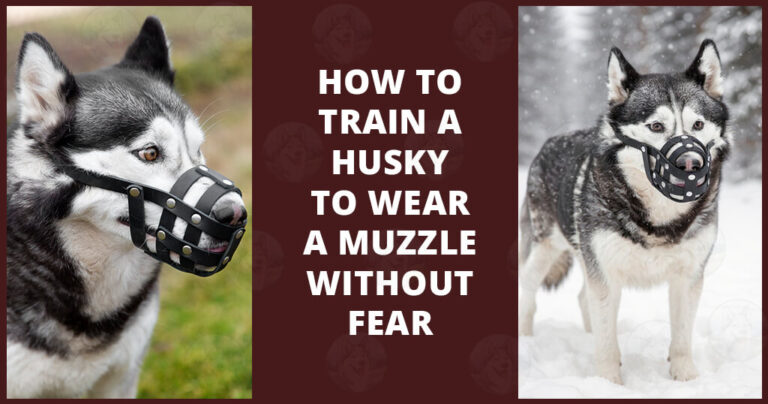 Training a husky to wear a muzzle without fear isn’t a mythical feat reserved for superhero dog owners. With the right muzzle choice, patient step-by-step training, and a dash of creativity, you can turn what might seem like a frustrating task into a bonding experience filled with trust and teamwork.