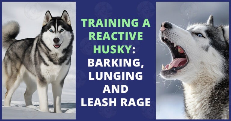 Training a reactive Husky barking lunging and leash rage
