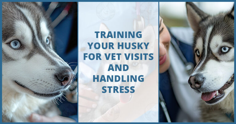 Training your Husky for vet visits and handling stress