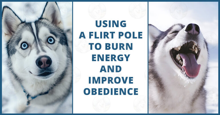 Using a flirt pole to burn energy and improve obedience