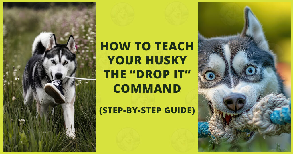 How to teach your Husky the “Drop it” command (step-by-step guide) How to teach your Husky the Drop it command